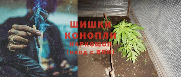 индика Бородино